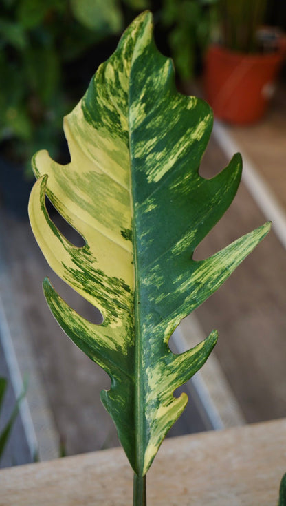 Philodendron Caramel Marble Variegata