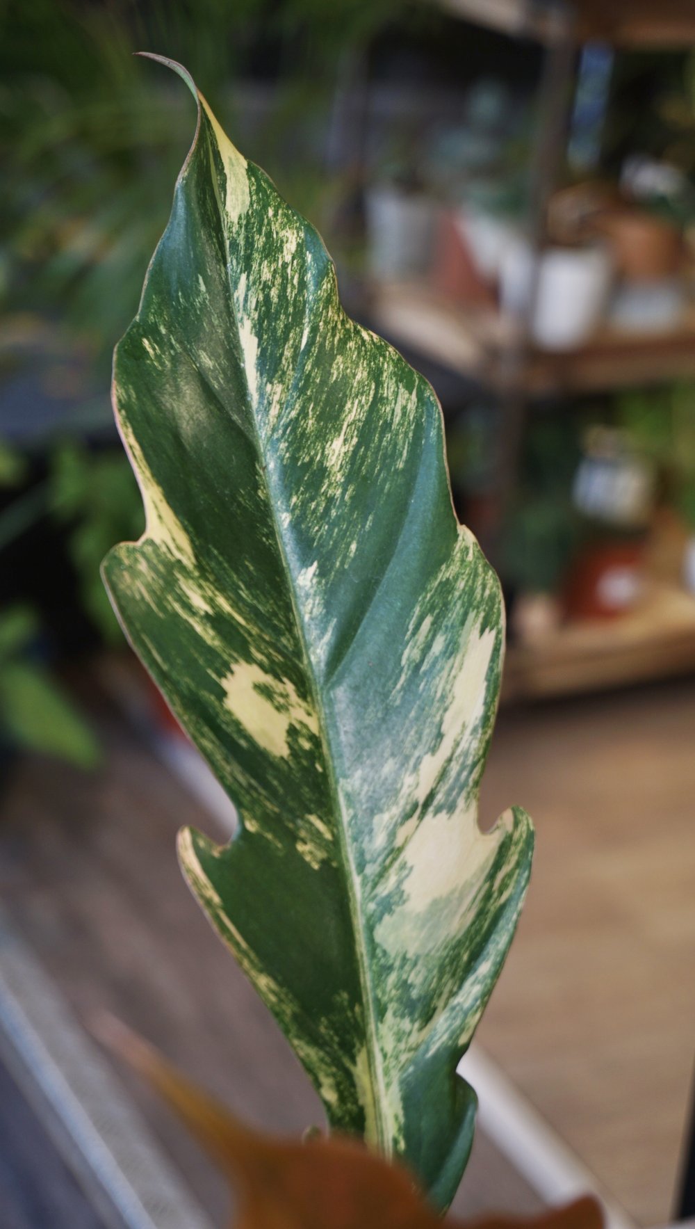 Philodendron Caramel Marble Variegata