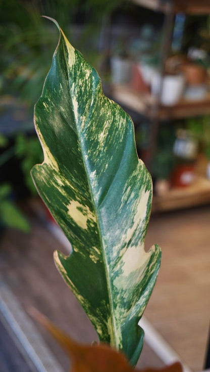 Philodendron Caramel Marble Variegata