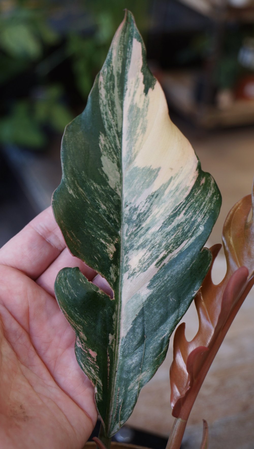 Philodendron Caramel Marble Variegata