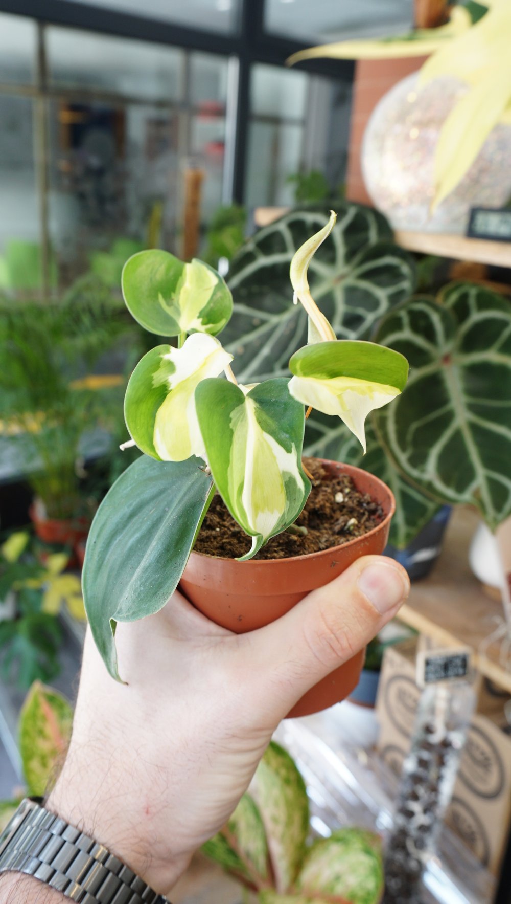 Philodendron Cream Splash