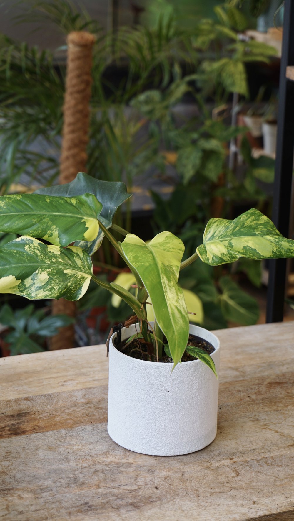 Philodendron Domesticum Variegata