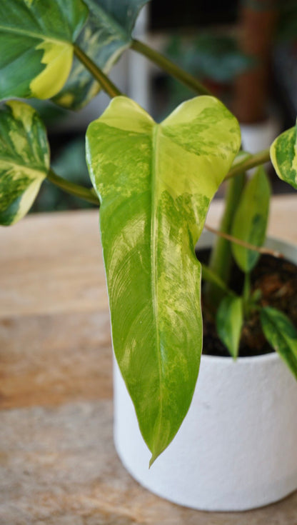 Philodendron Domesticum Variegata