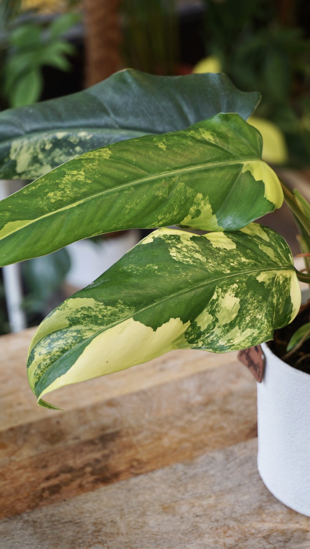 Philodendron Domesticum Variegata