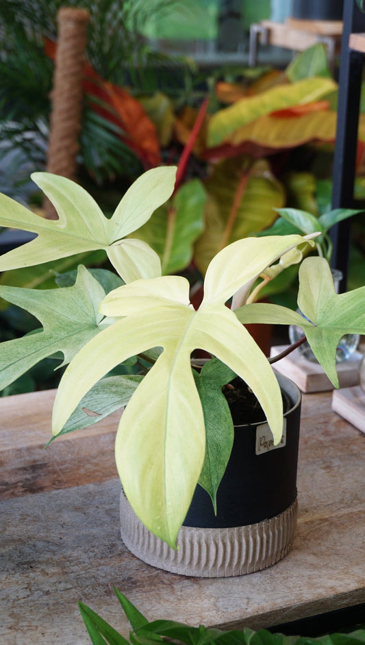 Philodendron Florida Ghost L