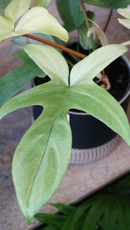 Philodendron Florida Ghost L