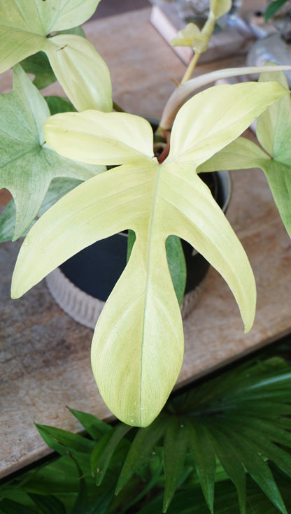 Philodendron Florida Ghost L