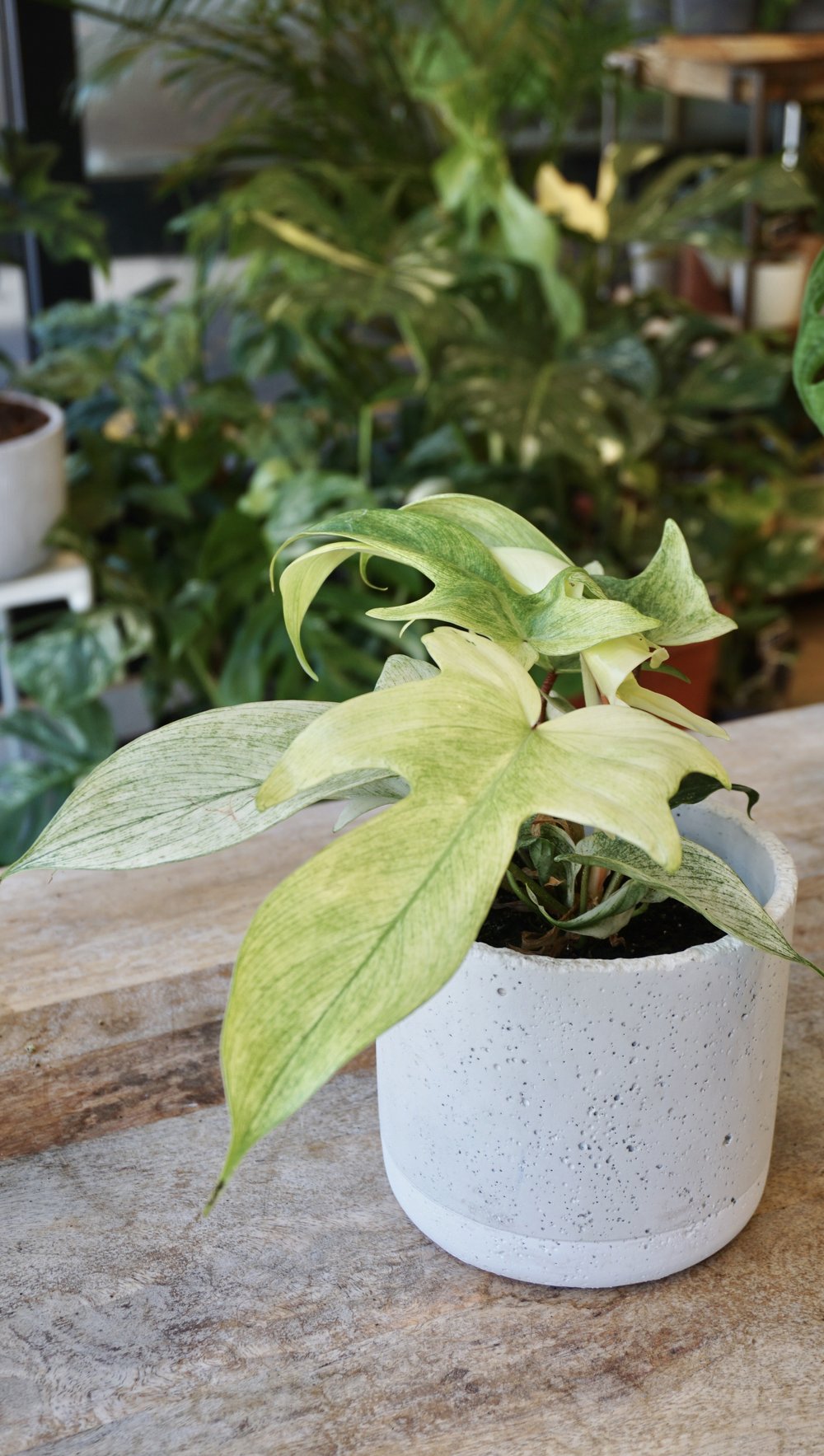 Philodendron Florida Ghost M