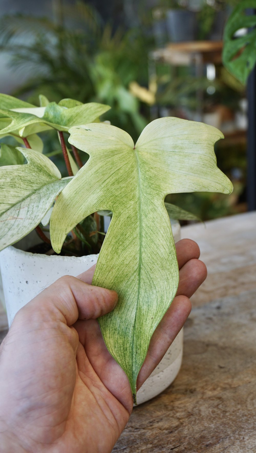 Philodendron Florida Ghost M