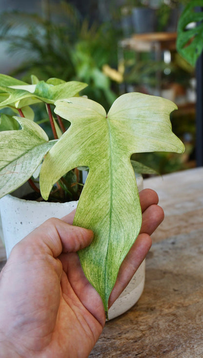 Philodendron Florida Ghost M