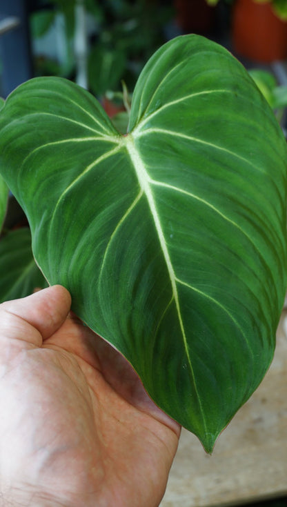 Philodendron Gloriosum