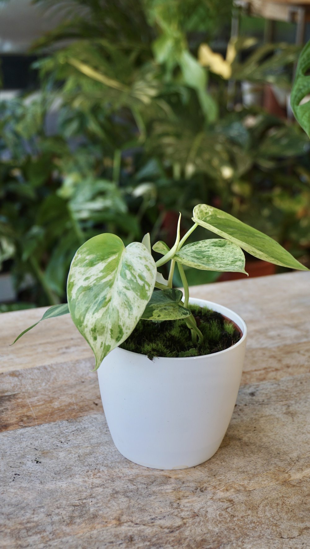 Philodendron Hederaceum Variegata