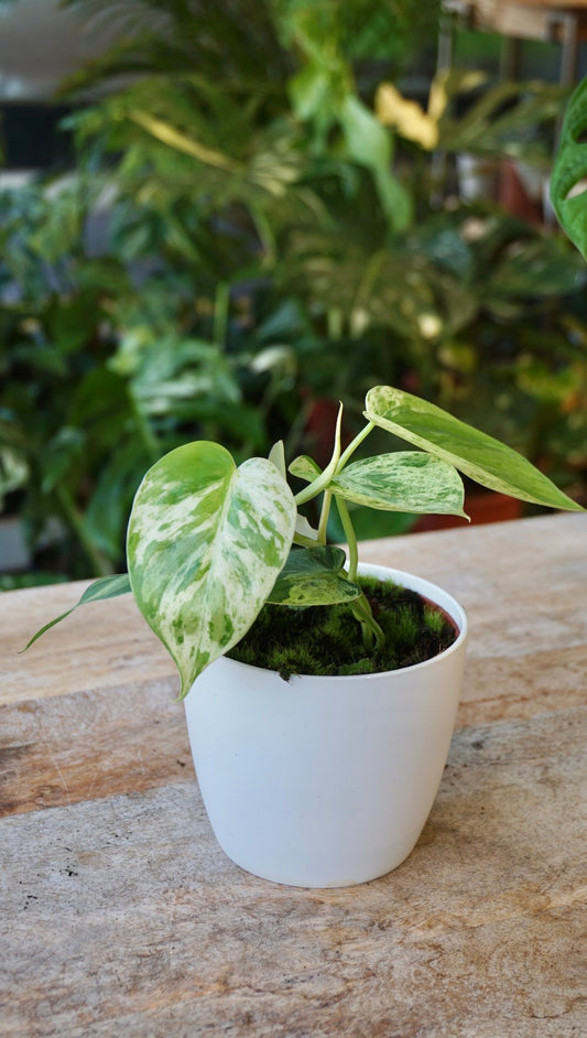 Philodendron Hederaceum Variegata