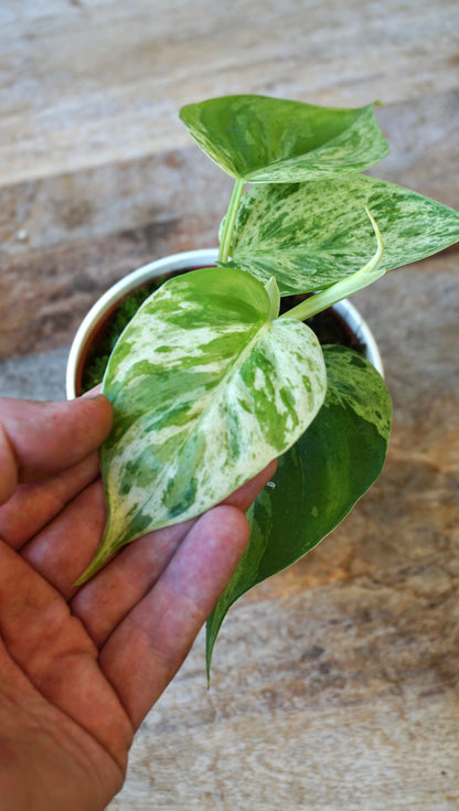 Philodendron Hederaceum Variegata