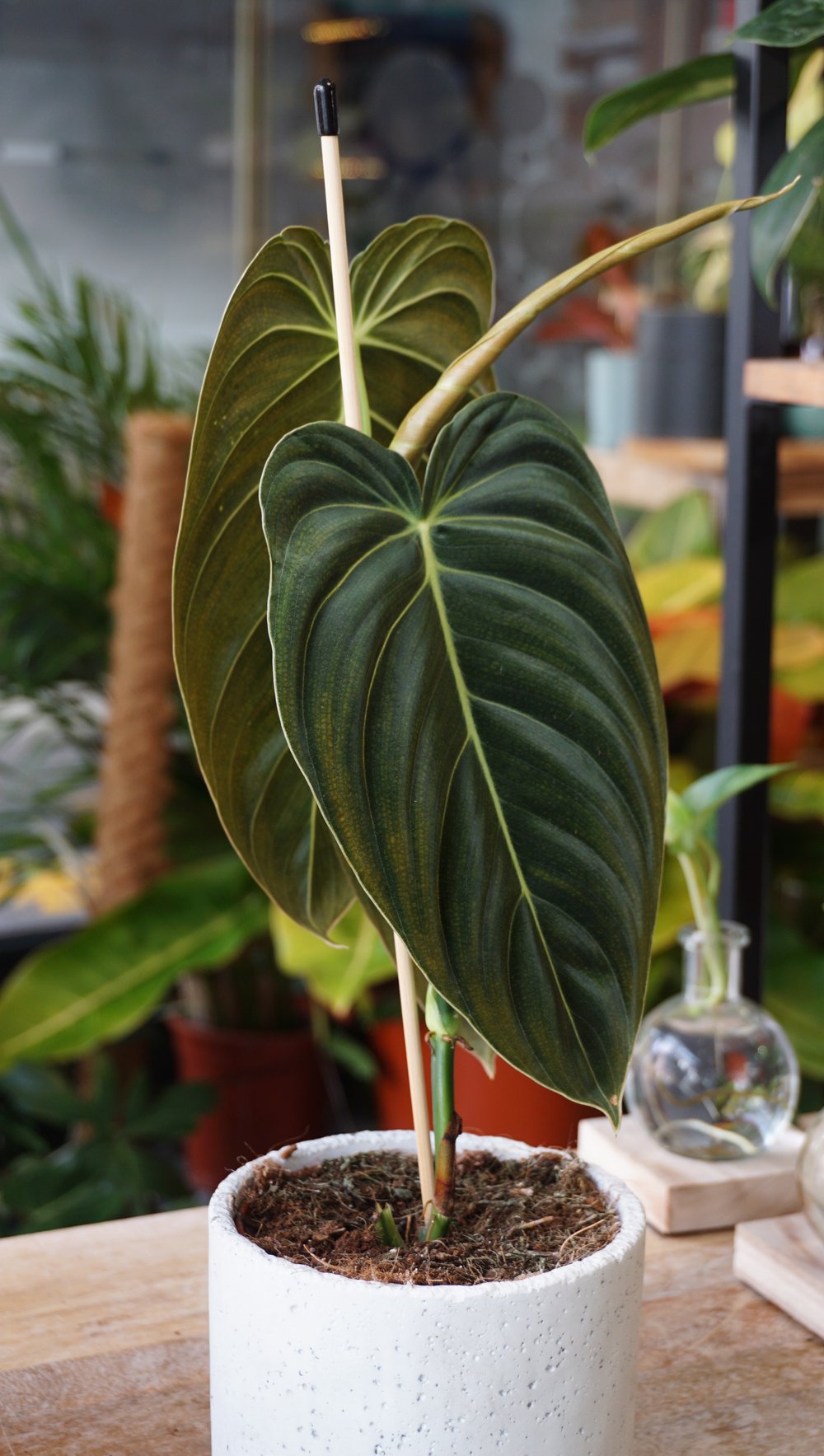 philodendron plante Philodendron Melanochrysum – Studio Plantes