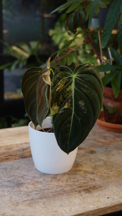 Philodendron Melanochrysum Variegata