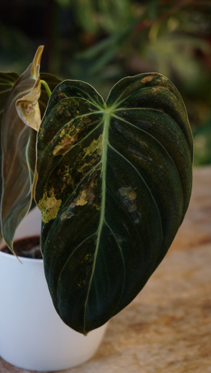 Philodendron Melanochrysum Variegata