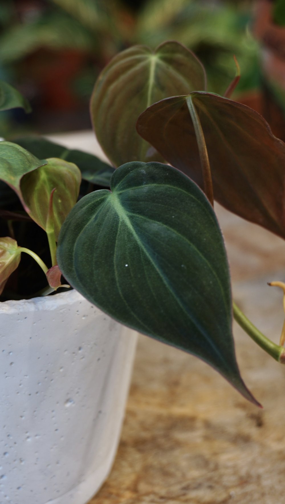 Philodendron Micans