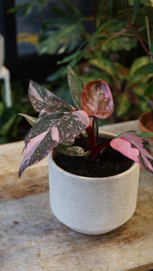 Philodendron Pink Princess Marble