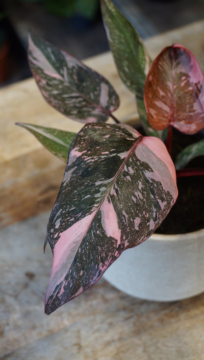 Philodendron Pink Princess Marble