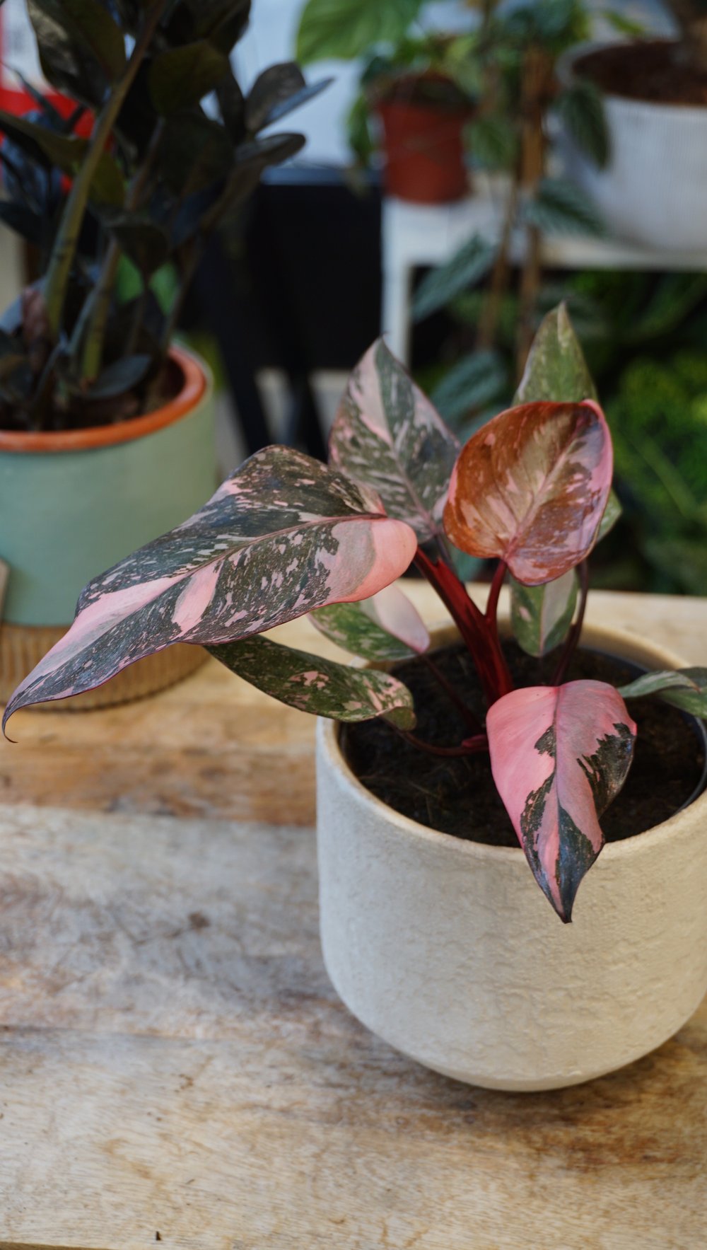 Philodendron Pink Princess Marble