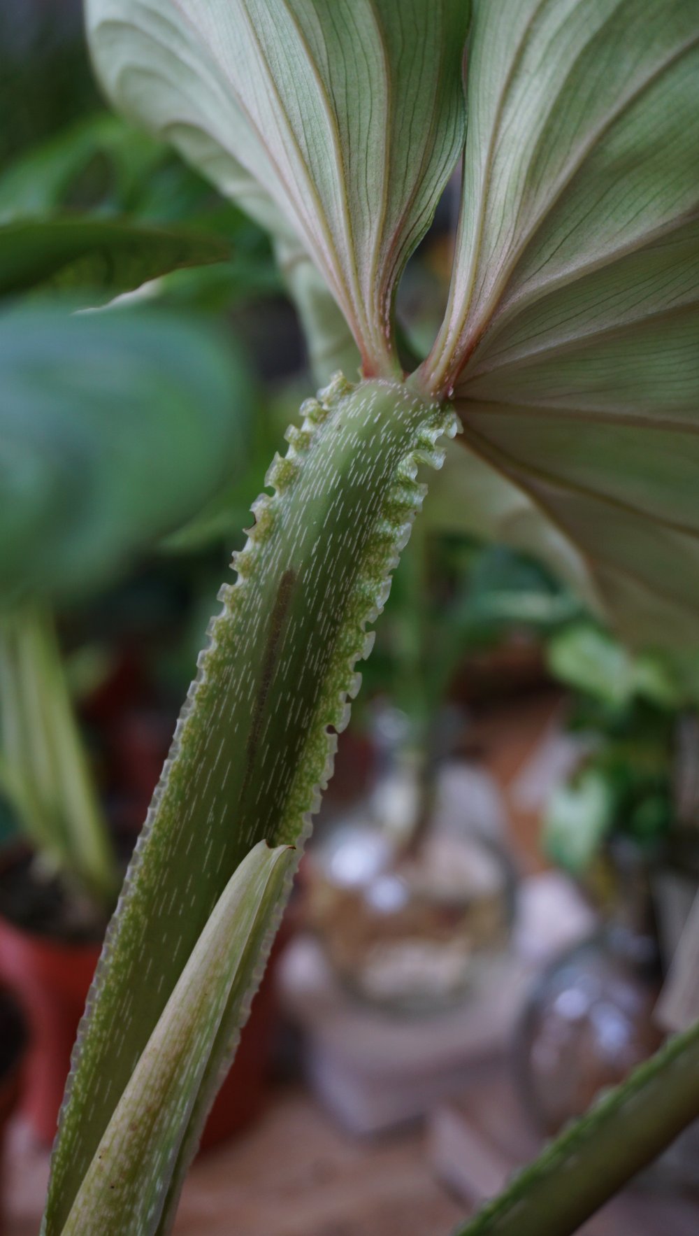 ruffled philodendron Philodendron Plowmanii – Studio Plantes