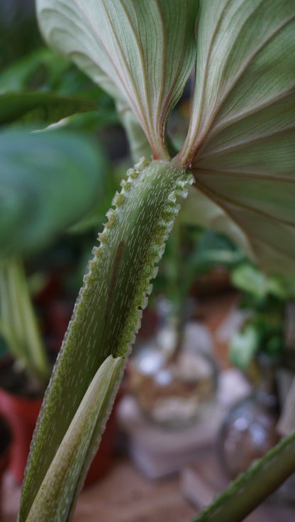 philodendron plowmanii petiole Philodendron Plowmanii – Studio Plantes
