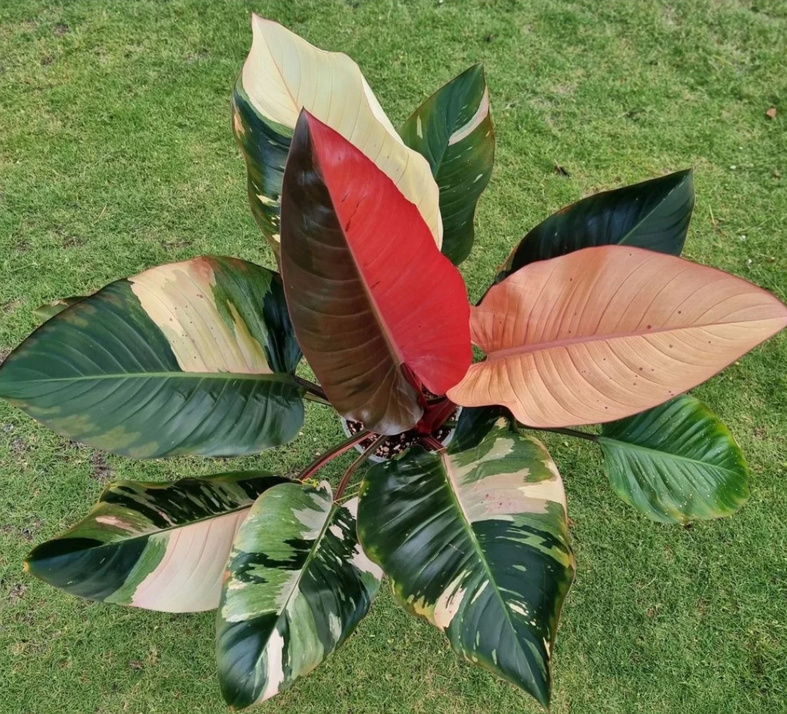 philodendron congo red variegata Philodendron Red Congo Variegata - Rare Plant