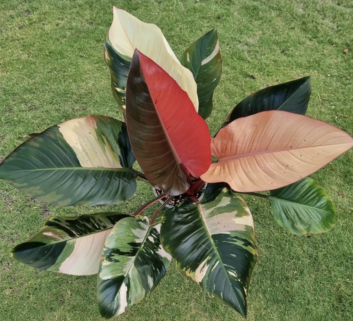 Philodendron Red Congo Variegata