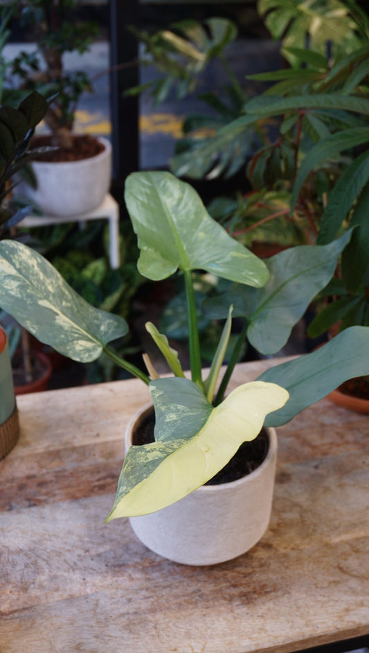 Philodendron Silver Sword Variegata