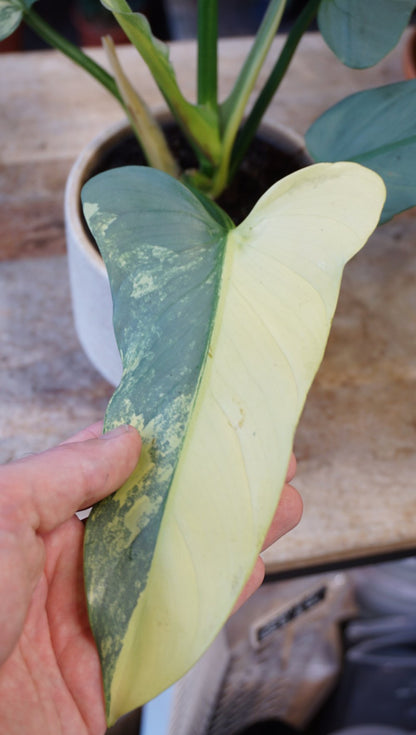 Philodendron Silver Sword Variegata