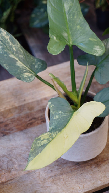 Philodendron Silver Sword Variegata