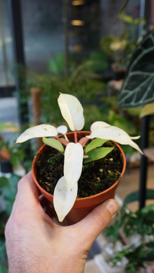 Philodendron Snowdrift