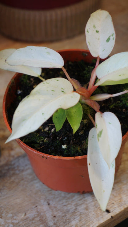 Philodendron Snowdrift