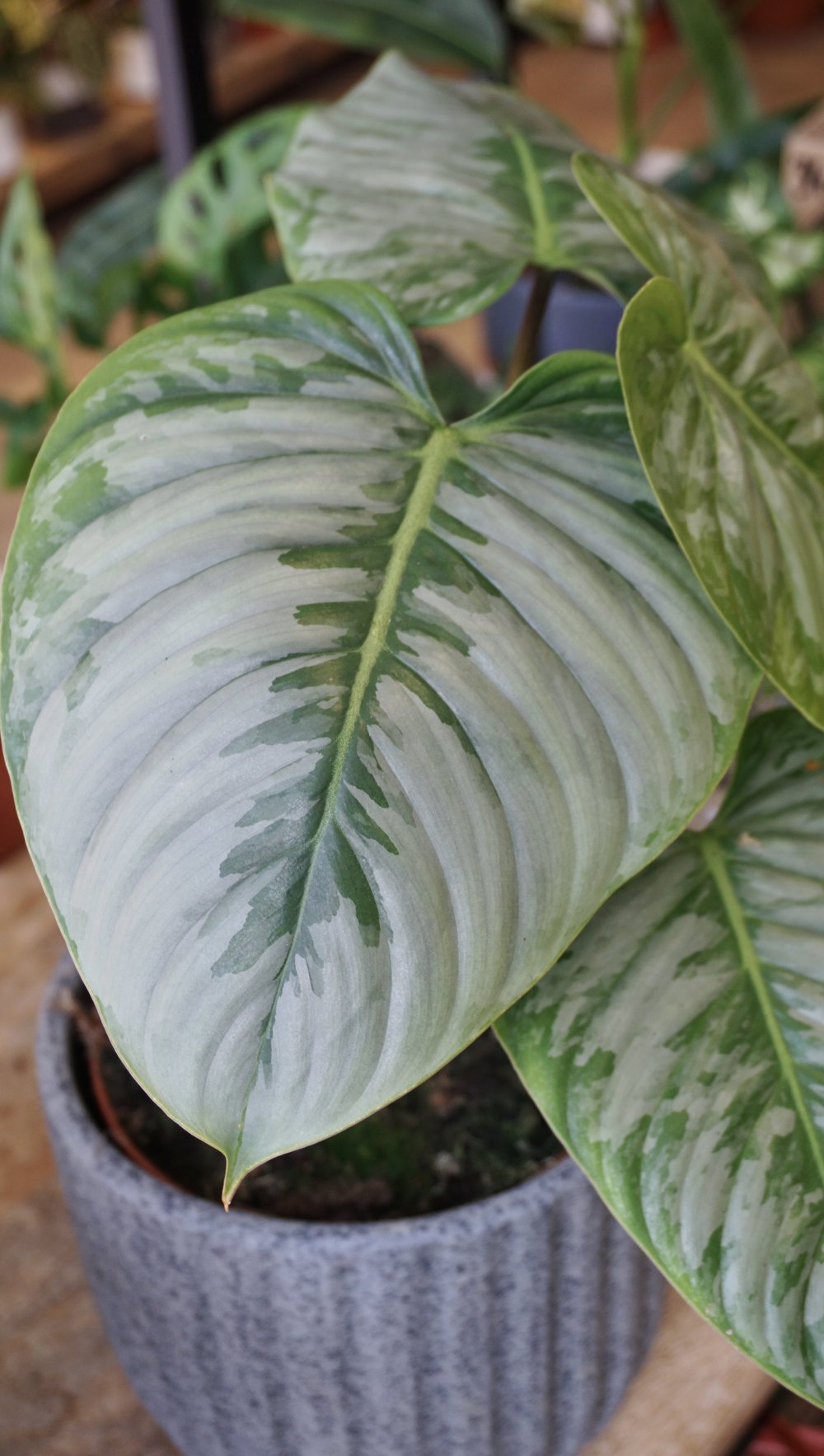 philodendron sodiroi ornatum Philodendron Sodiroi – Studio Plantes