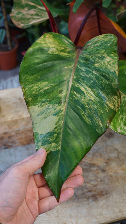 Philodendron Strawberry Shake