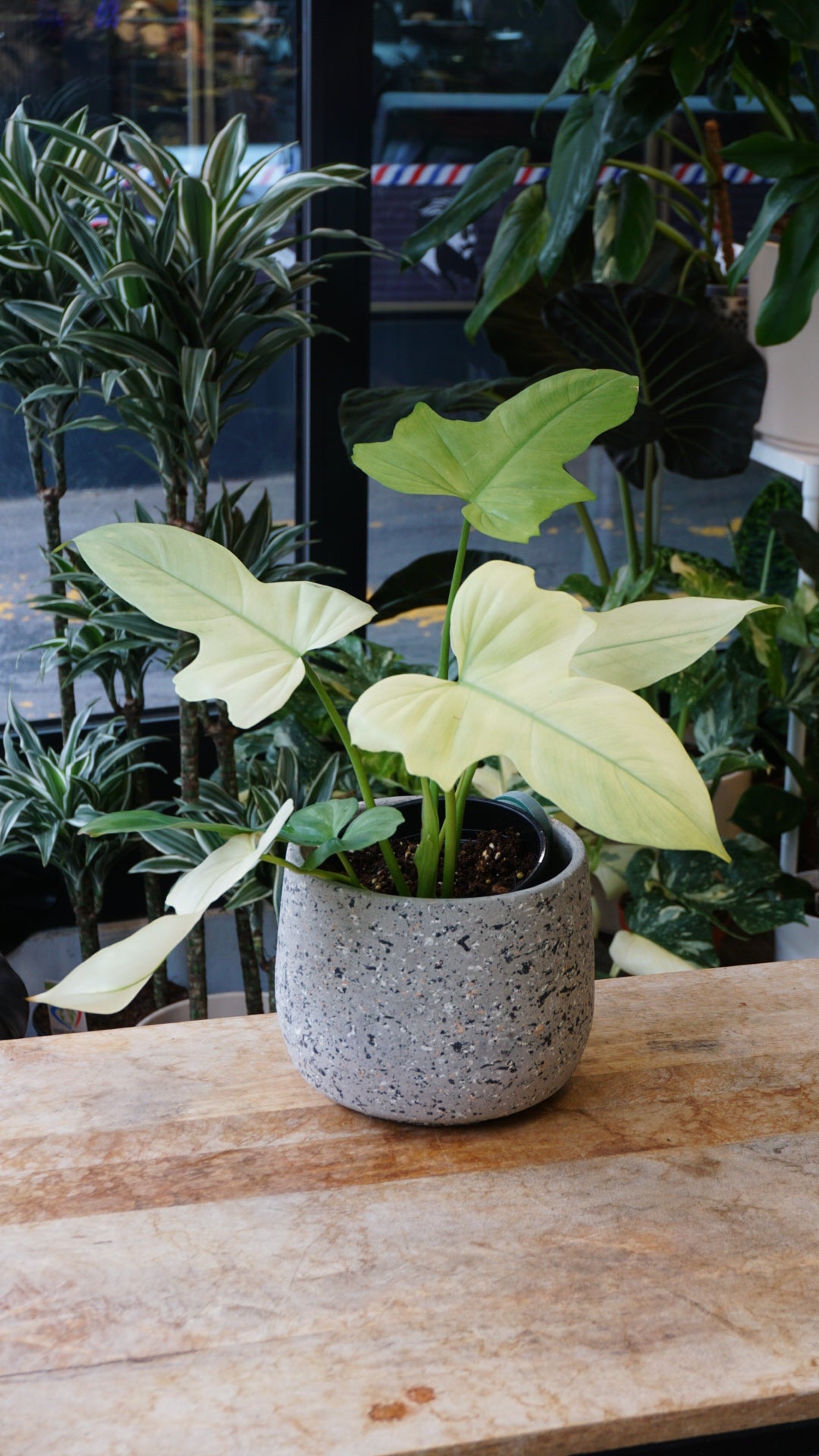 Philodendron Dragon Mint – Plante verte rare de collection Studio Plantes