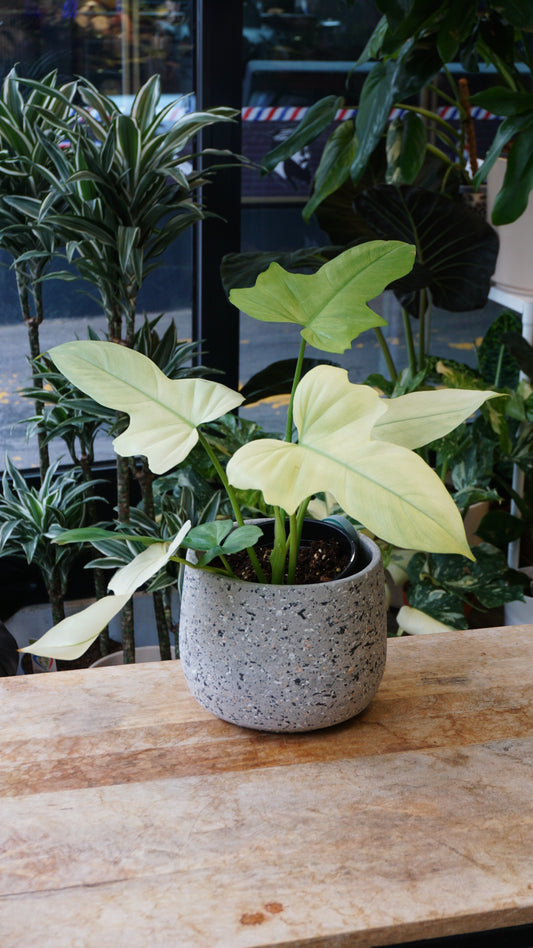 Philodendron Dragon Mint – Plante verte rare de collection Studio Plantes