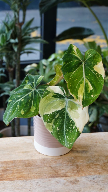 Philodendron Gloriosum Tricolor – Philodendron rare variegata Studio Plantes