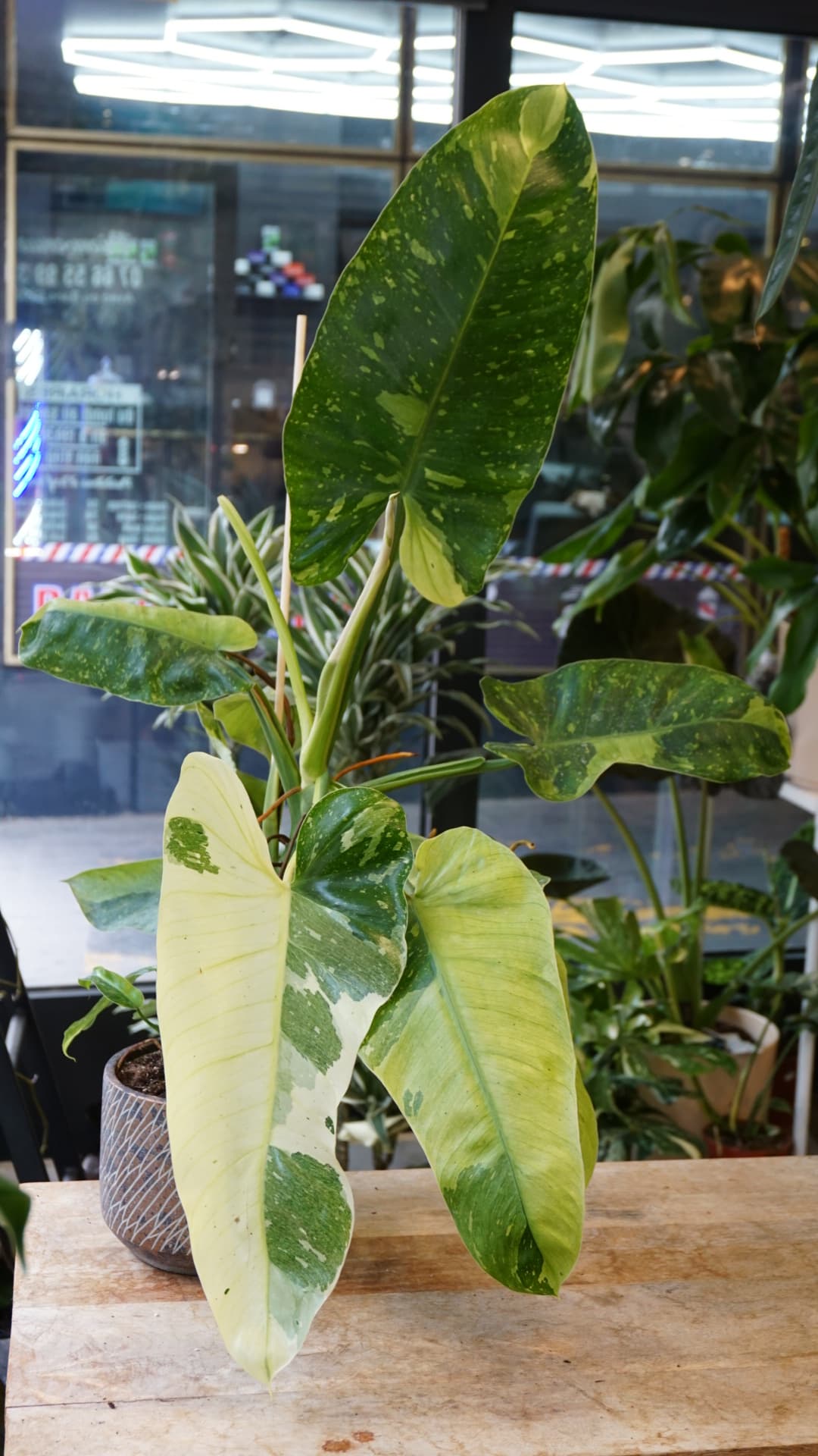 Philodendron Jose Buono – Philodendron rare variegata Studio Plantes