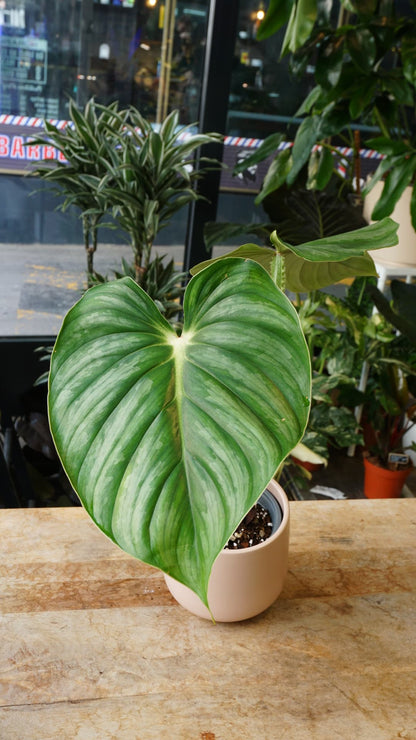 Philodendron Plowmanii Citrus – Plante d'intérieur rare à grandes feuilles.