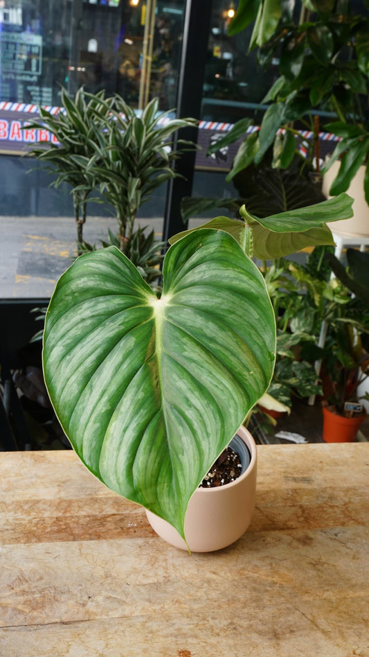 Philodendron Plowmanii Citrus – Plante d'intérieur rare à grandes feuilles.
