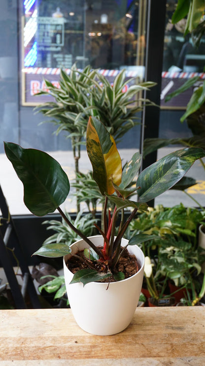 Philodendron Red Congo Variegata – Rare Philodendron panaché