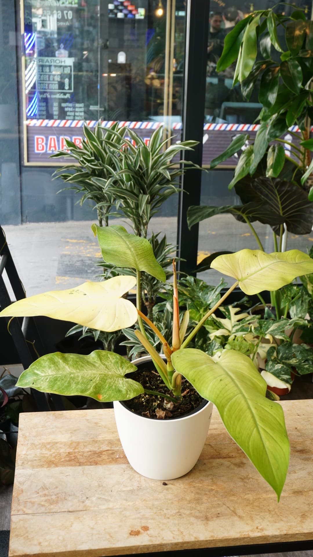 Philodendron Whipple Way – Plante rare variegata blanc crème Studio Plantes
