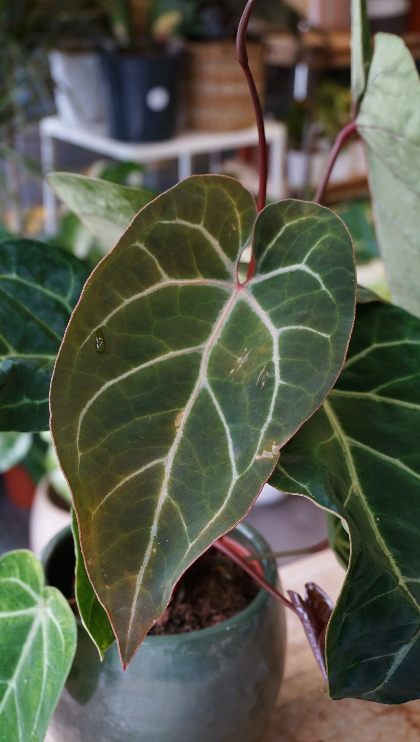 anthurium dortmund Anthurium NOID – Studio Plantes