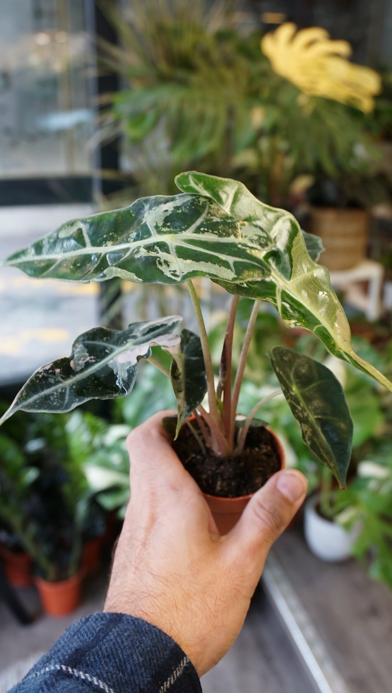 Alocasia Polly Variegata studio plantes rares jungle jardinerie strasbourg plant online