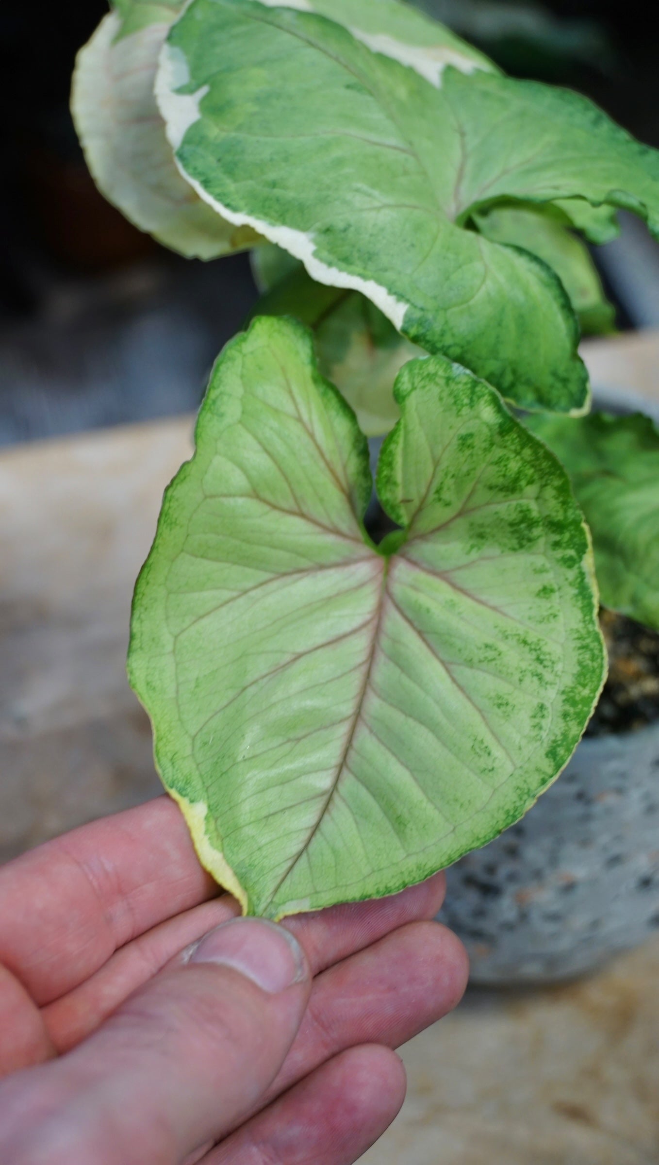 Syngonium Orm Thong studio plantes rares jungle jardinerie strasbourg rare plant shop online pflanzen