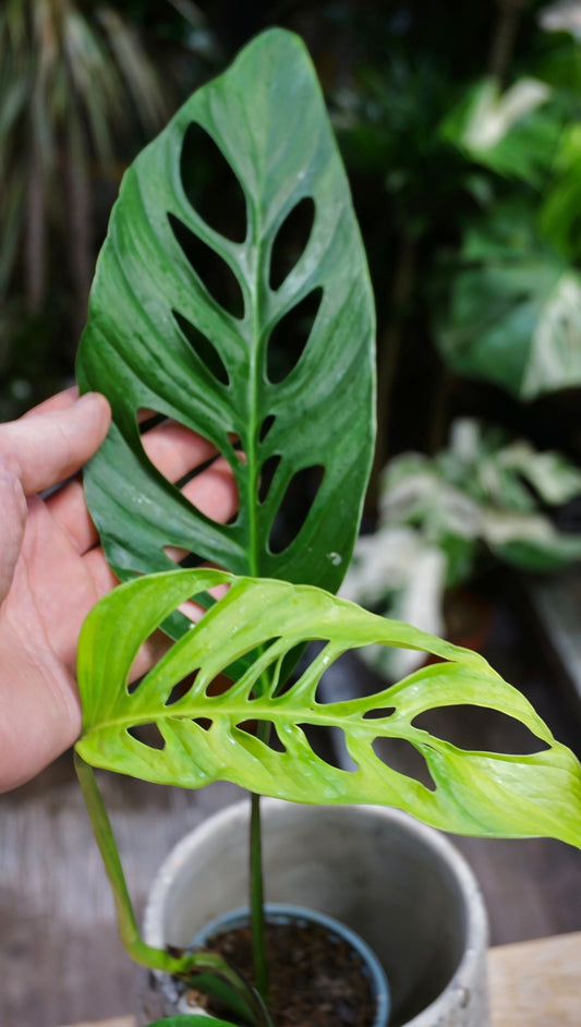 Monstera Obliqua x Adansonii studio plantes rares jungle jardinerie strasbourg rare plant shop online pflanzen