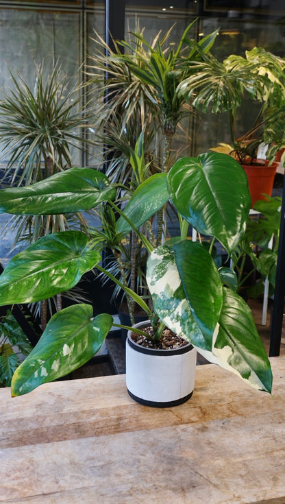 Syngonium Chiapense Albo Variegata studio plantes rares jungle jardinerie strasbourg rare plant shop online pflanzen