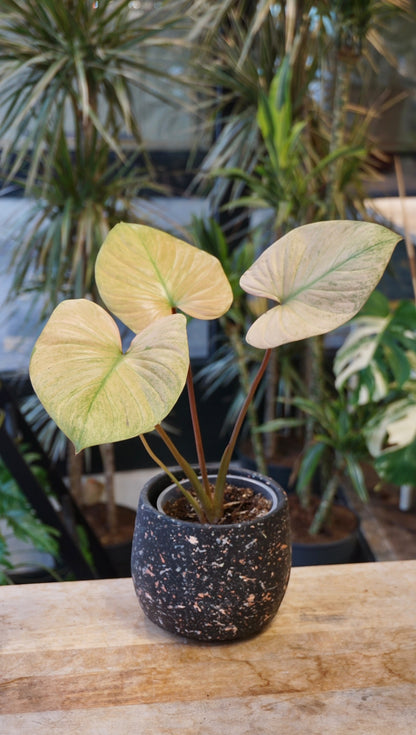 Homalomena Rubescens Pink Albo studio plantes rares jungle jardinerie strasbourg rare plant shop online pflanzen